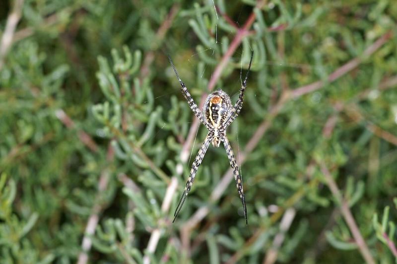 Argiope_trifasciata_D3247_Z_88_Valle Gran Rey_Spanje.jpg